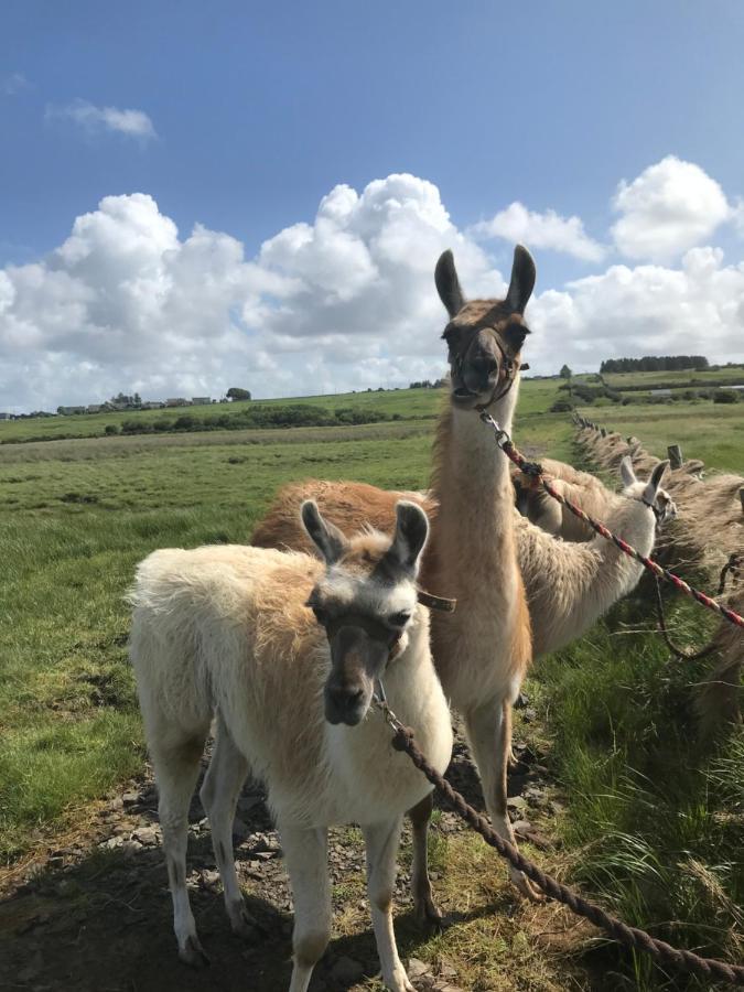 The Beautiful Lazy Llama Shepherd Hut Farm Stay 밸리셰넌 외부 사진
